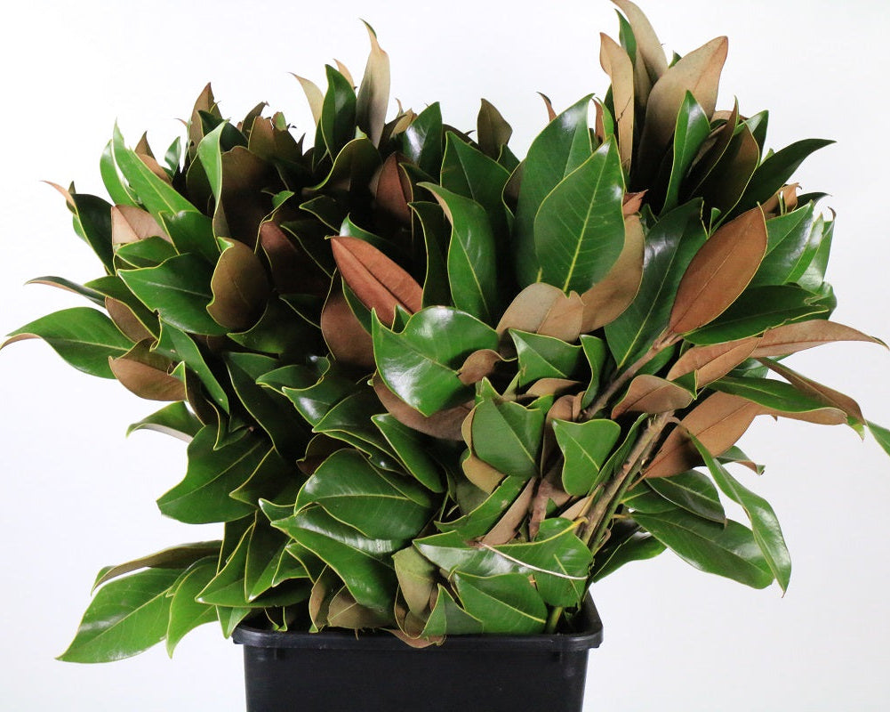 Snapbar Blossom & Bean