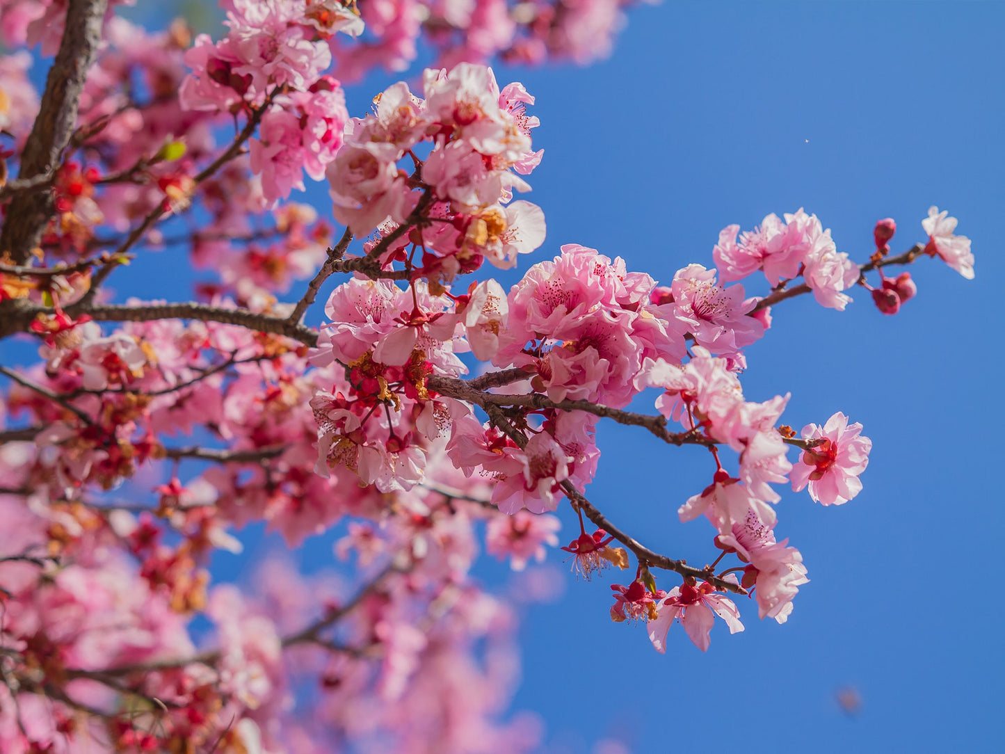 Snapbar Cherry Blossom