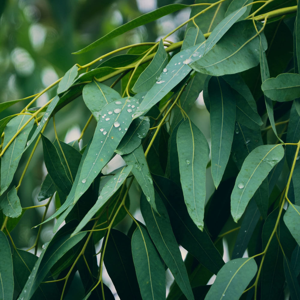 Snapbar Eucalyptus & Munt