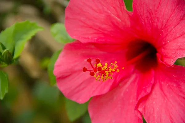 Snapbar Zoete nectar & Hibiscus