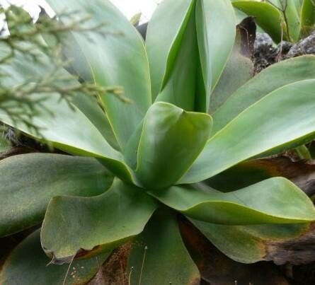 Snapbar Emerald Agave