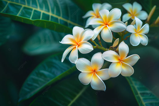 Snapbar Frangipani Jasmijn