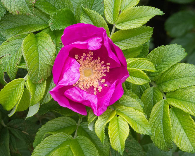 Snapbar Wild Rose