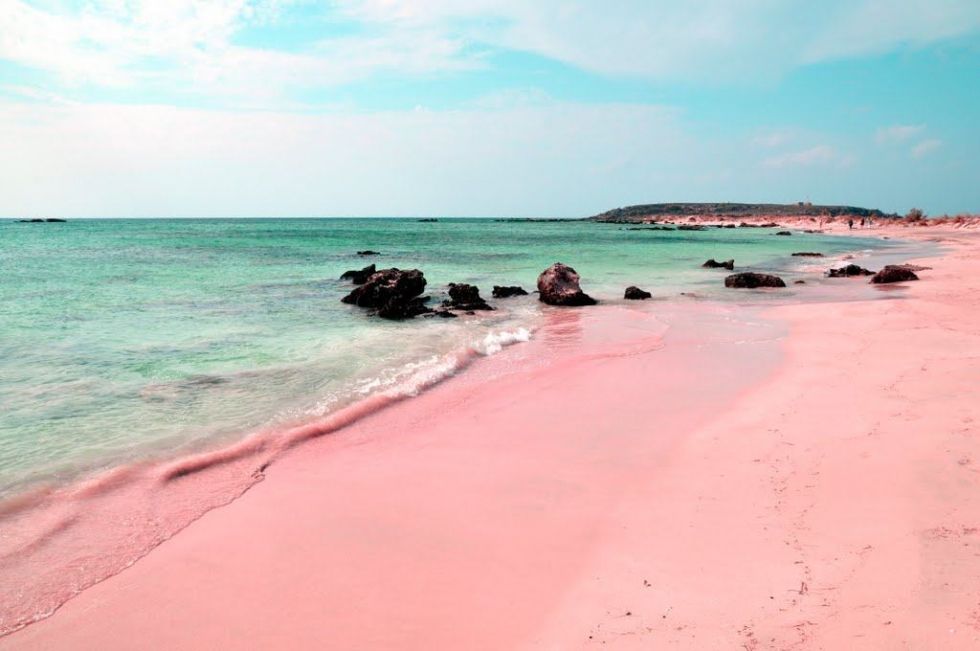 Snapbar Pink Tropical