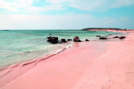 Snapbar Pink Tropical