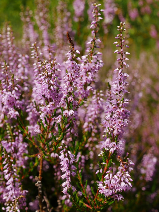 Snapbar Wilde Heide & Tijm